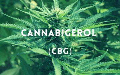 Qu’est-ce que le CBG (Cannabigérol)