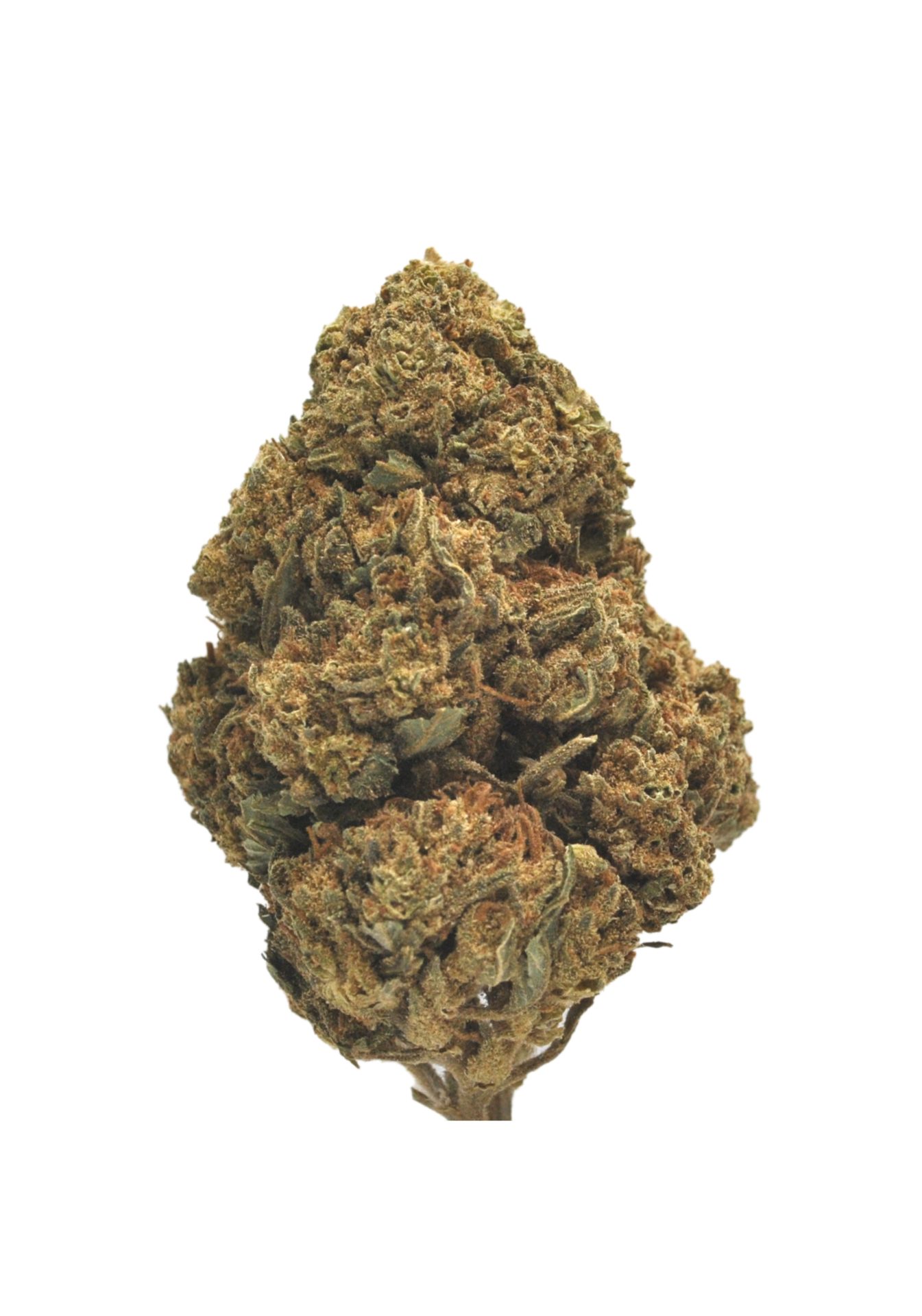 Harlequin CBD Indoor