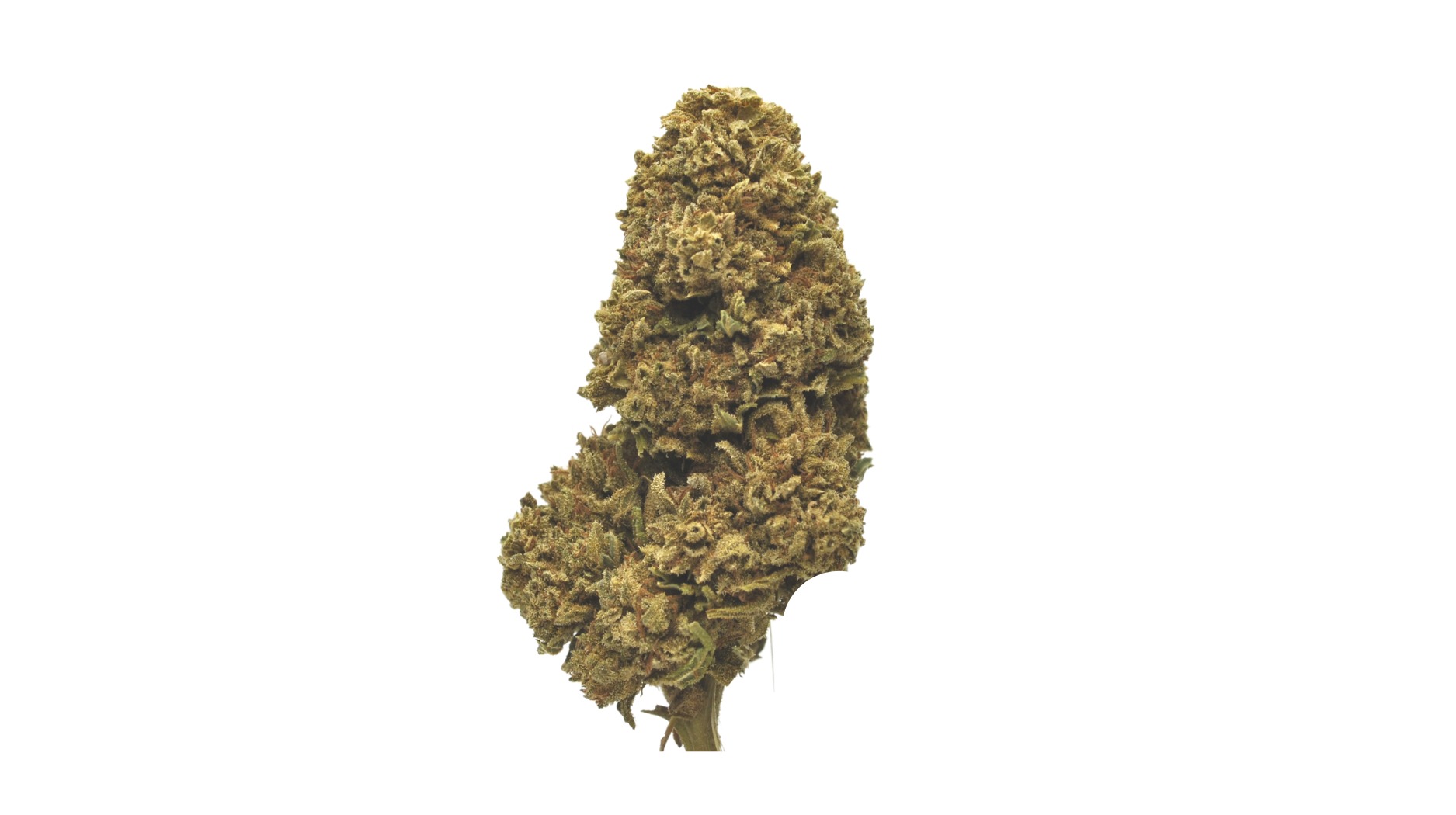 Gorilla Glue - 16 grammes - (3,13€/gr)