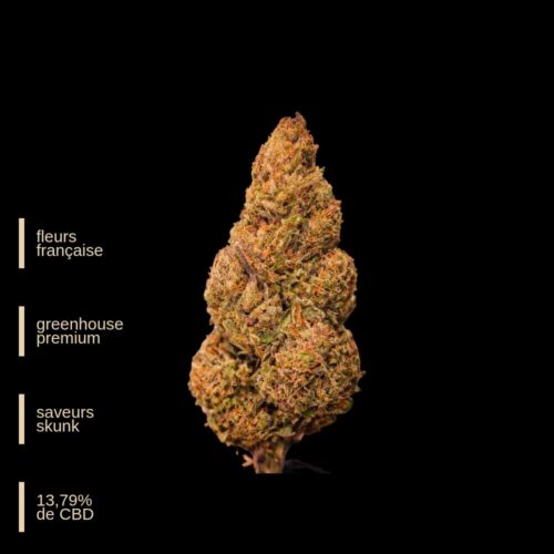 Cheesy - Les plantes de Tomine