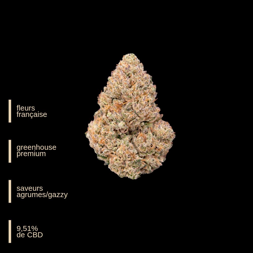 Dark Saphir - Happy Pousse - Fleurs française Greenhouse