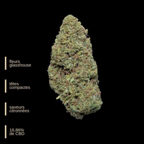 Super silver Haze - Fleurs Glasshouse premium