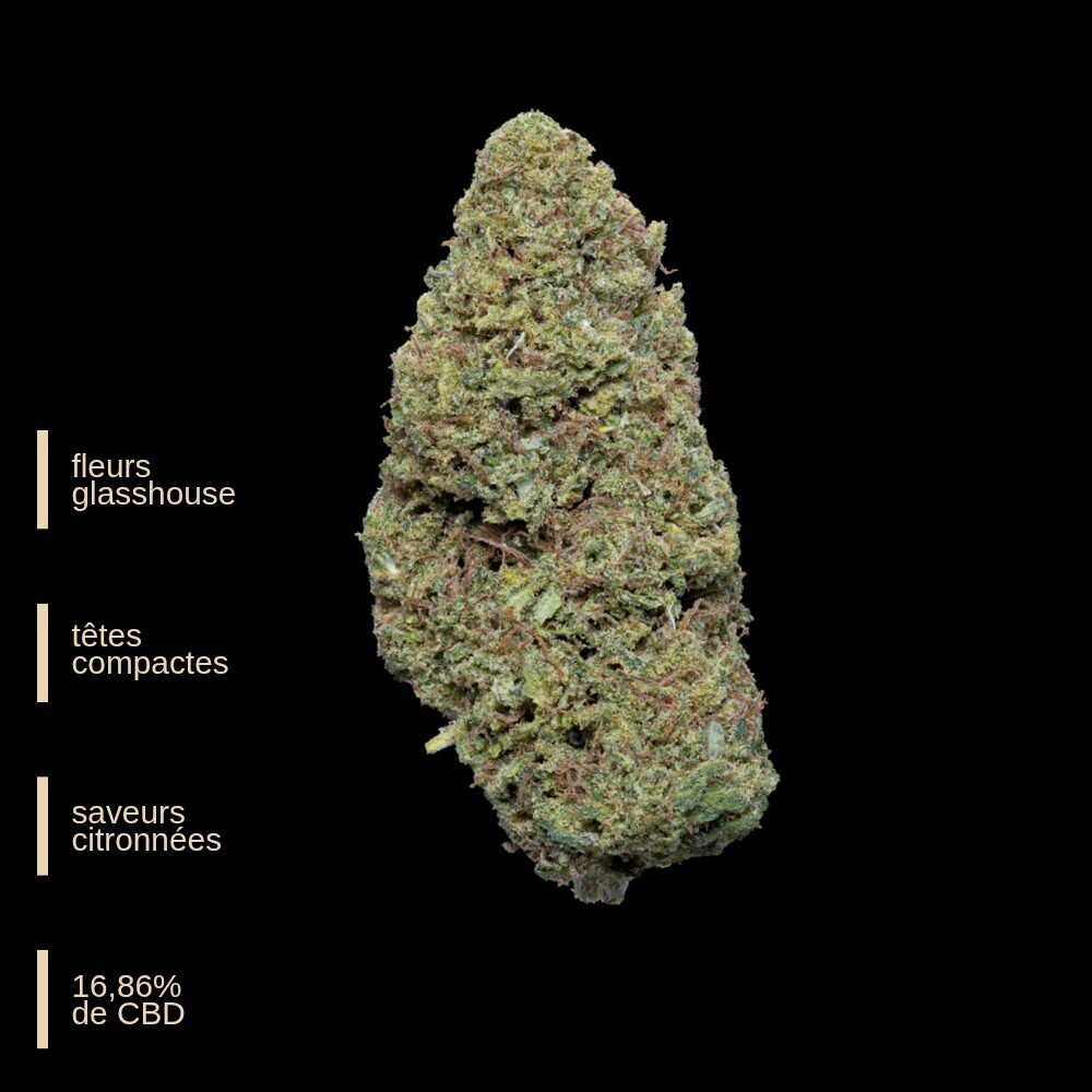 Super silver Haze - Fleurs Glasshouse premium