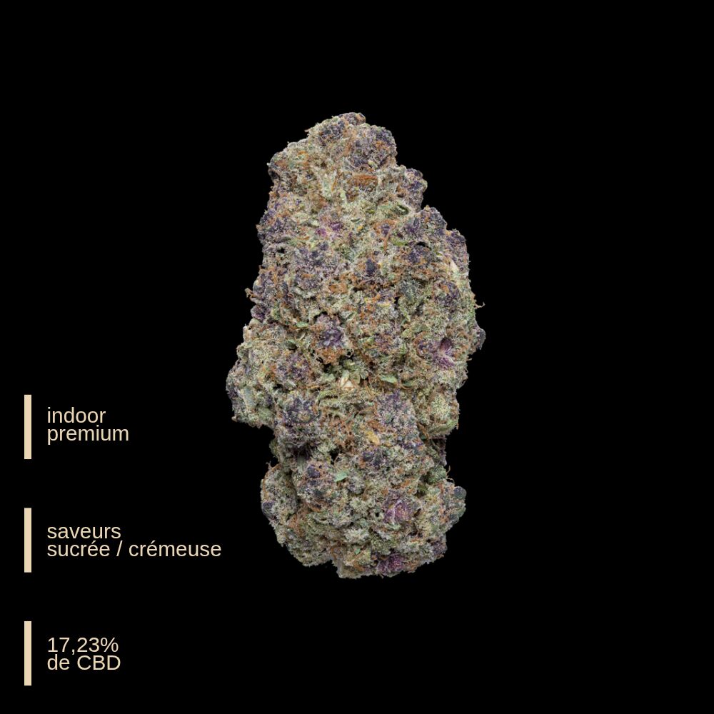 Milka Pop - Weneed - Indoor